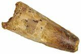 Fossil Spinosaurus Tooth - Real Dinosaur Tooth #331395-1